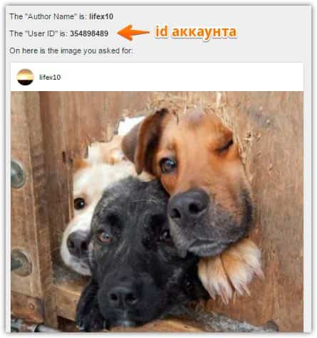 Идентификатор пользователя Instagram